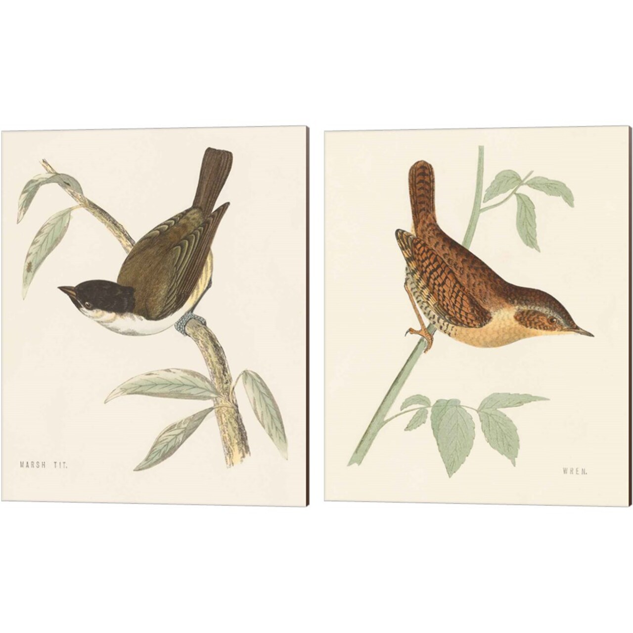 Engraved Birds by Wild Apple Portfolio 12" x 15" Canvas Wall Art (Set of 2)
